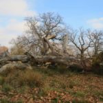 The Millenary Oaks Reservation